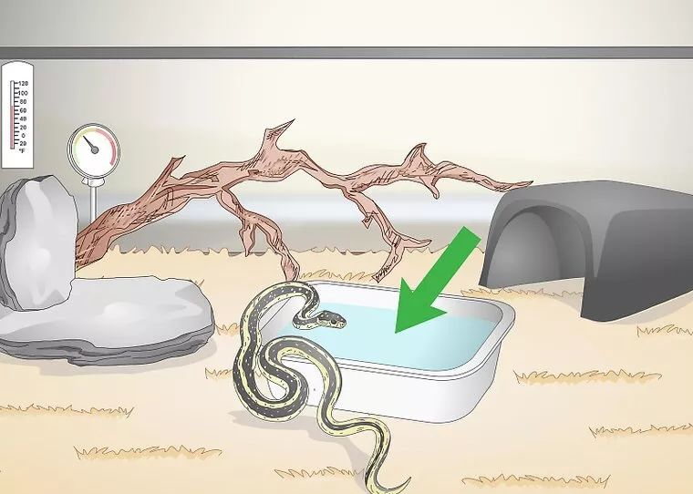 合法饲养宠物蛇,宠物蛇饲养视频