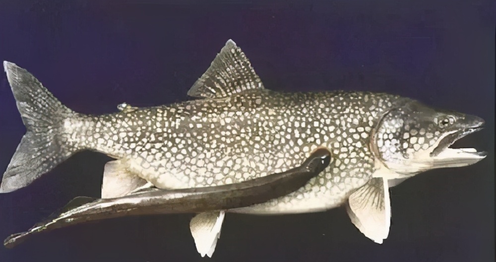 鳗鱼钻入人体的恐怖片名,鳗鱼入侵城市的电影