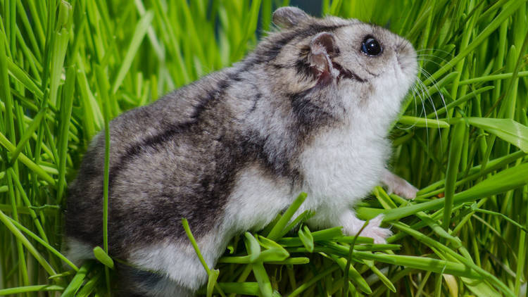 养仓鼠的十大禁忌,养仓鼠的十大禁忌入门必知