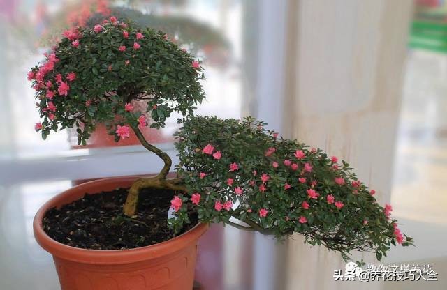 快死的杜鹃花还能救活吗,杜鹃花刚栽活就掉叶子怎么办