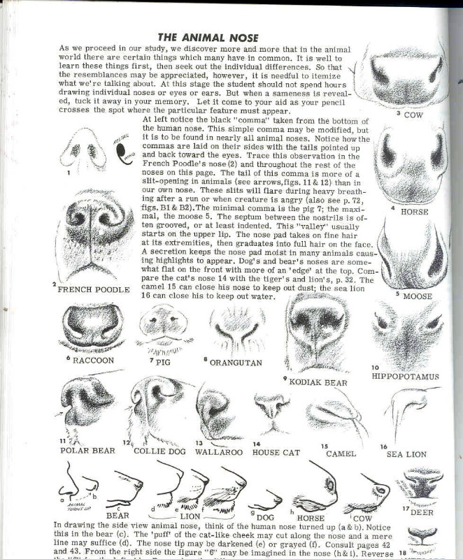 一百幅动物素描,近百幅动物画