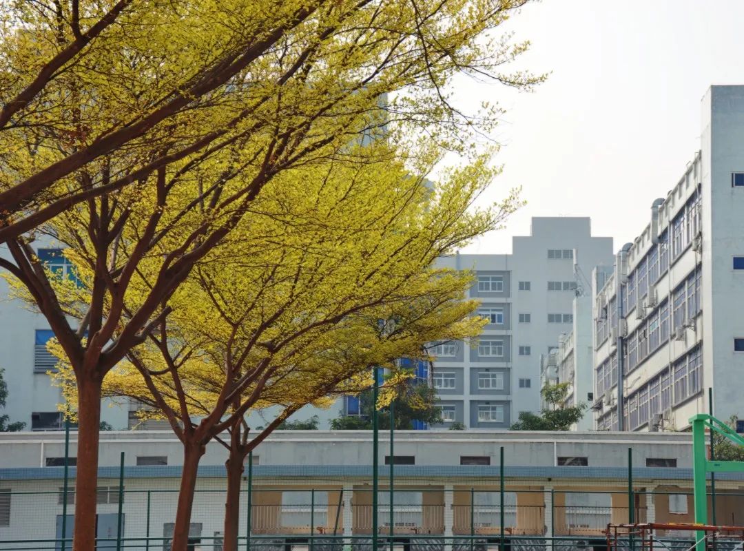 讯得达国际书院排名,讯得达国际书院报名