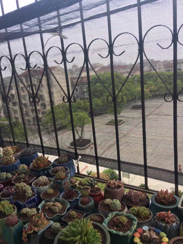 多肉爱长草怎么办,多肉爱火怎么养