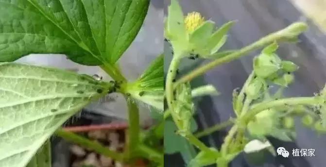 大棚草莓常见病虫害防治方法,南京地区草莓病虫害防治的现状