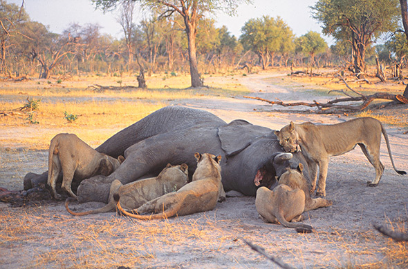 关于狮子的10个冷知识,冷知识之狮子