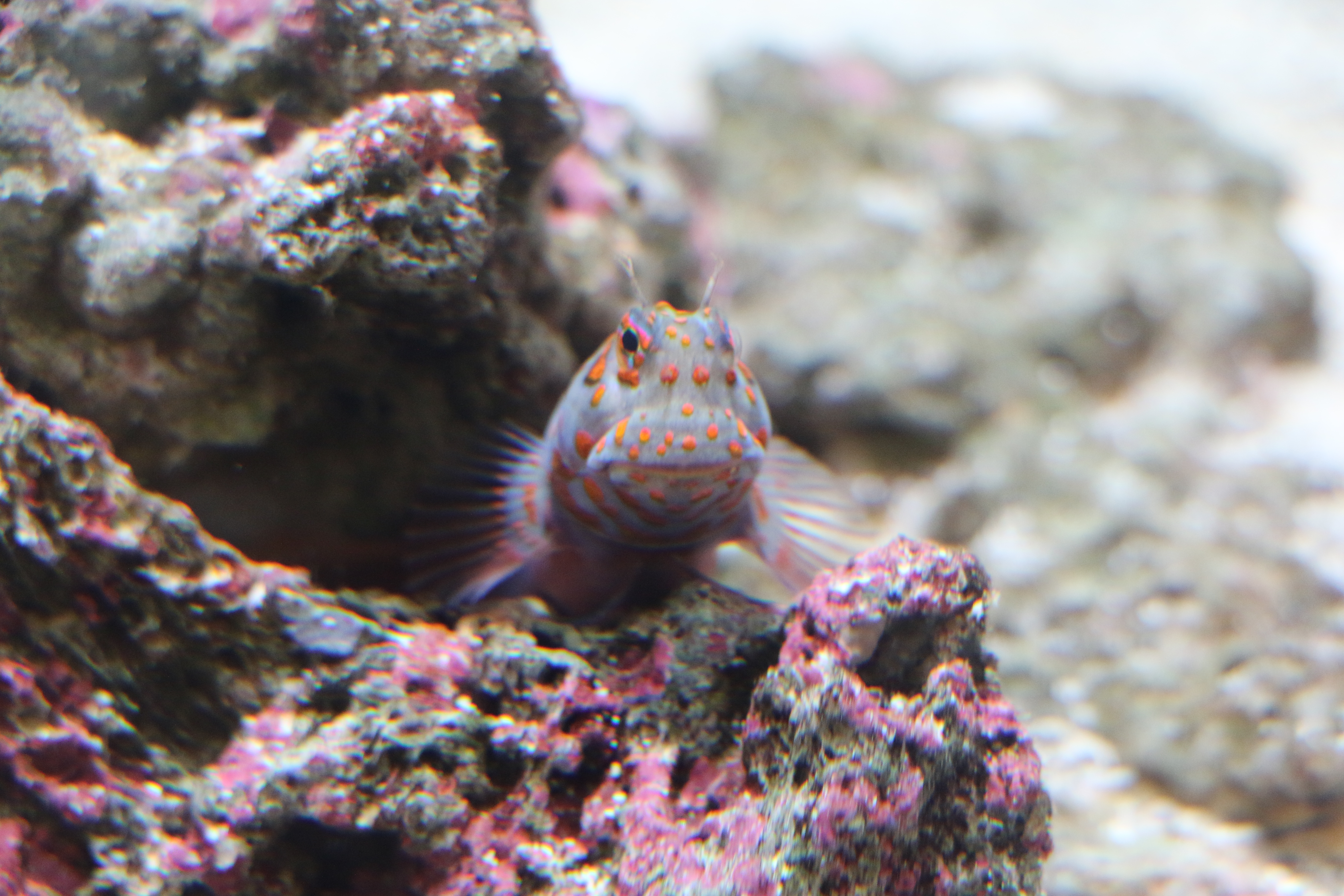 日本奈良自由行详细攻略,日本大阪京都自由行路线