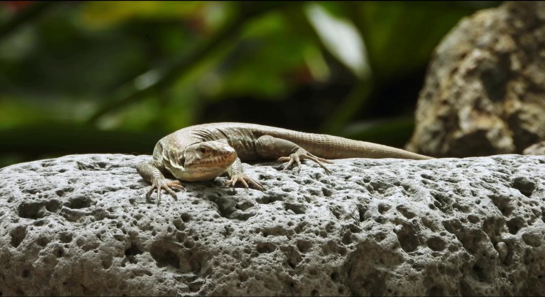 《隐秘的角落》象征含义和结局探讨，每个动物都有它的意义