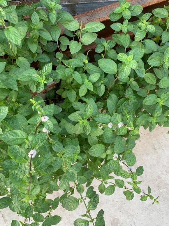 水养薄荷发黄发蔫用什么办法,薄荷水培生根前发蔫
