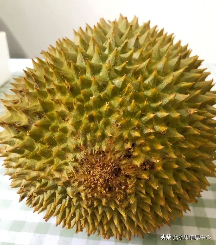 托曼尼猫山王榴莲价格,泰国托曼尼榴莲和猫山王区别