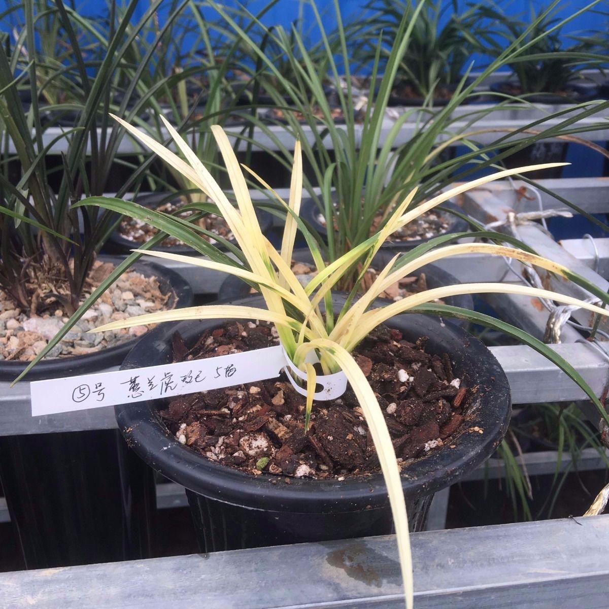 养兰的一些认知和经验,养兰的最大误区是什么