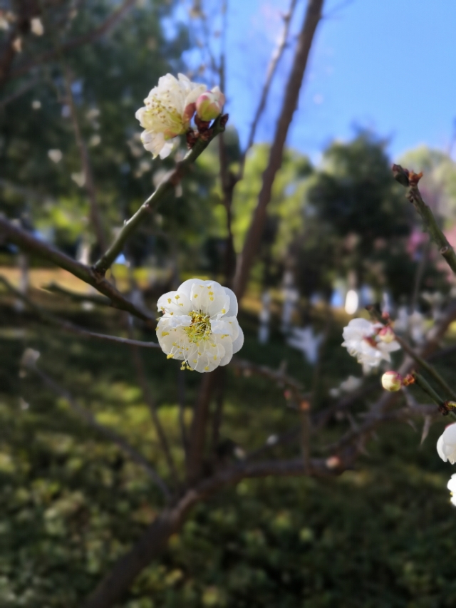温泉曹溪寺,曹溪温泉在哪里
