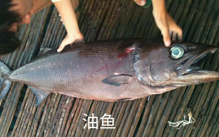 买到了假鳕鱼应该怎么办,鳕鱼真假分不清别慌看完这篇秒懂