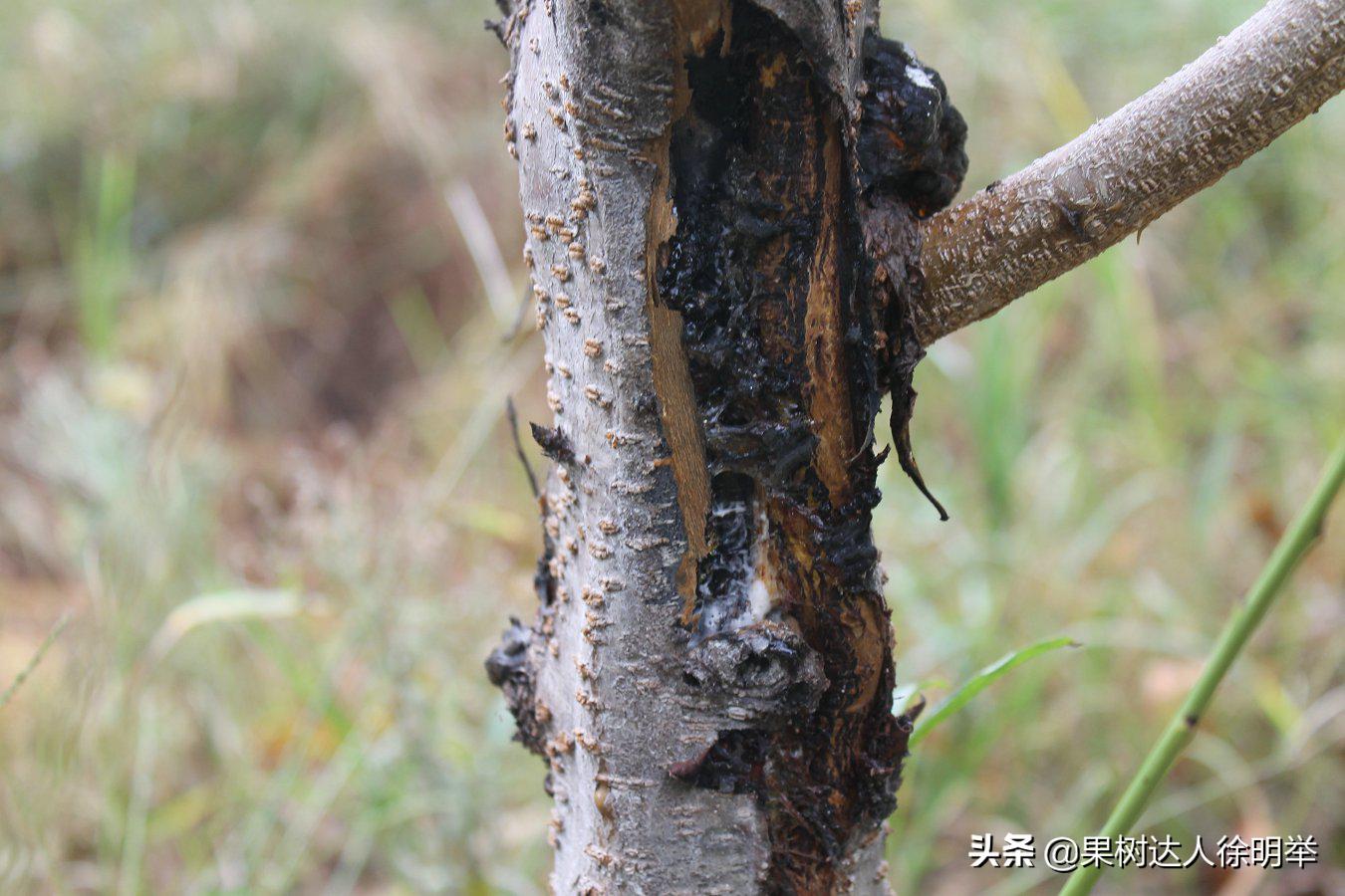 桃树流胶半死不活的打什么药,治桃树流胶最好的土办法
