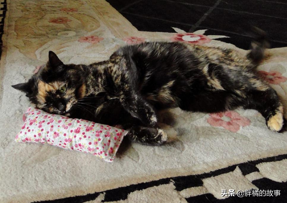 胆小的猫咪怎样撸猫,胆小的猫咪怎么社会化训练