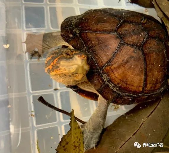 龟死亡的三大原因,龟死了的8个预兆