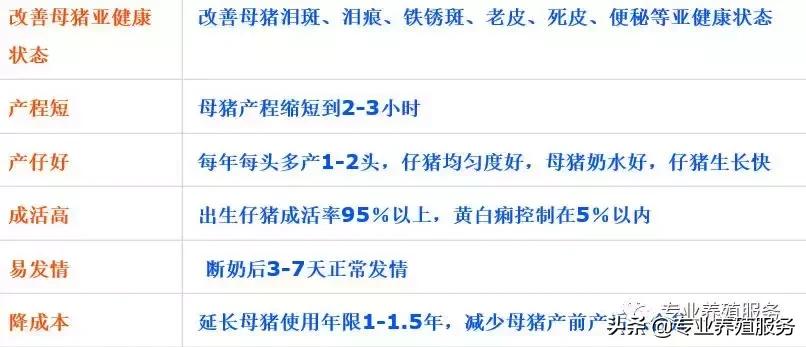 母猪配种专业讲解！