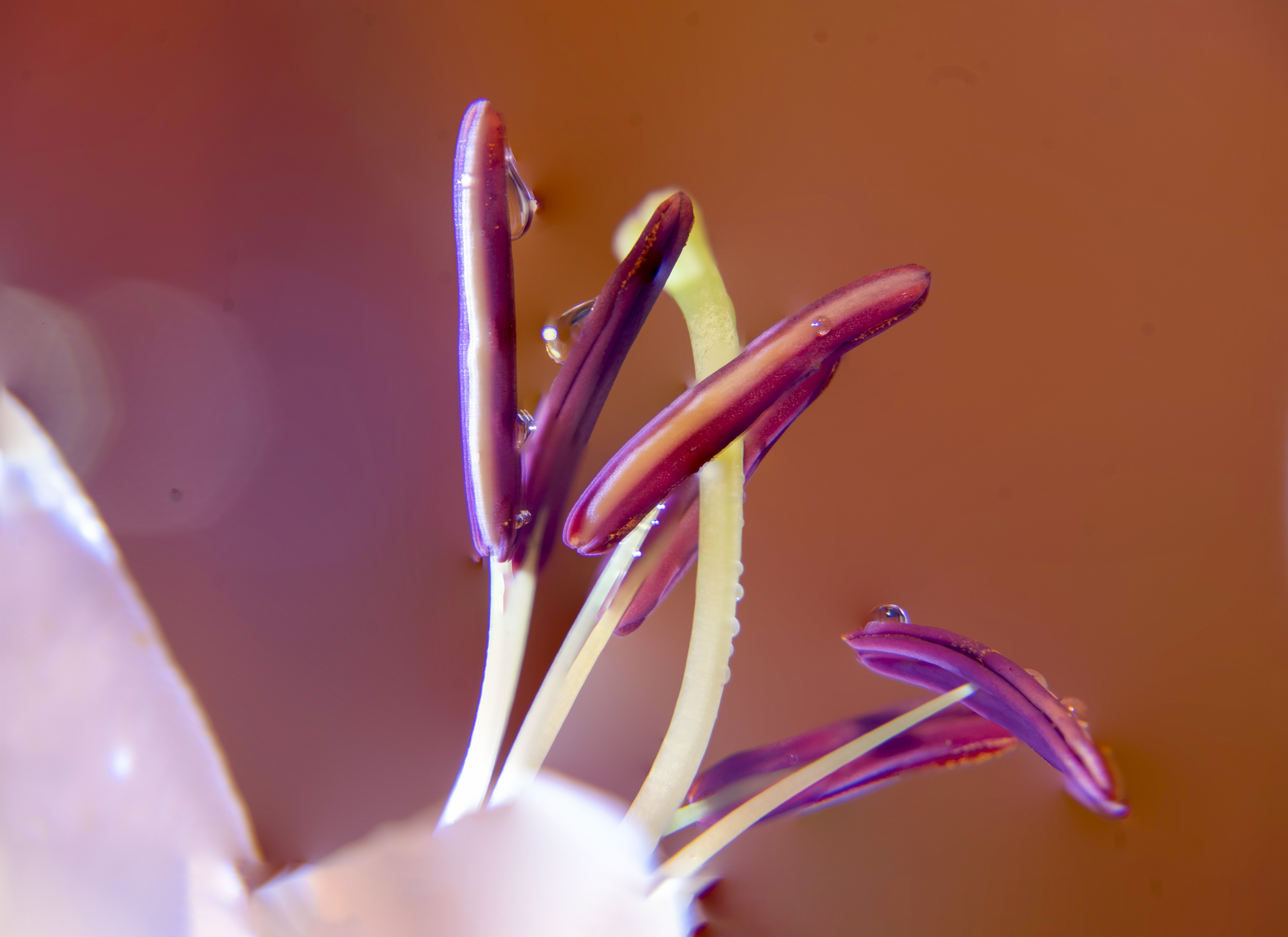 微距摄影后期处理小技巧是什么,微距摄影技巧及配件