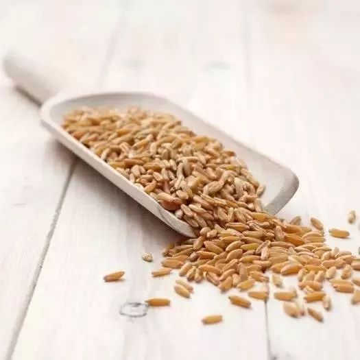 骆驼奶对糖尿病真的有好处吗,骆驼奶对于糖尿病预防研究