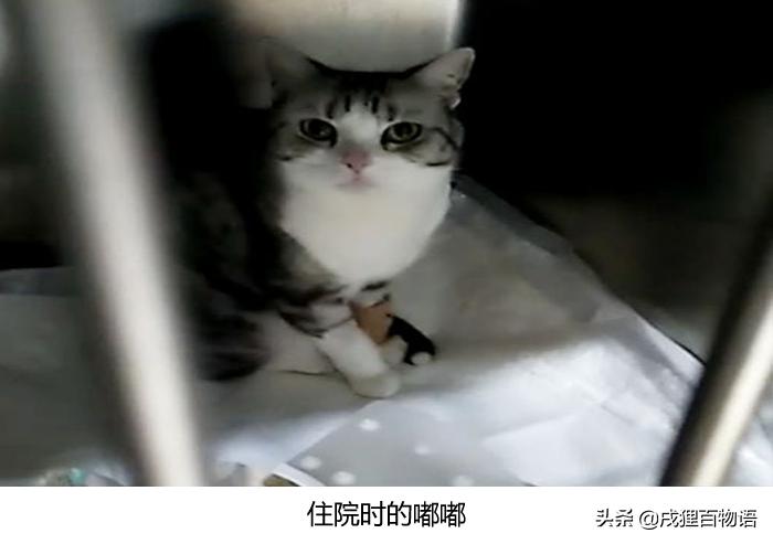 猫咪得了猫瘟初期症状,猫咪得了猫瘟治疗得多少钱