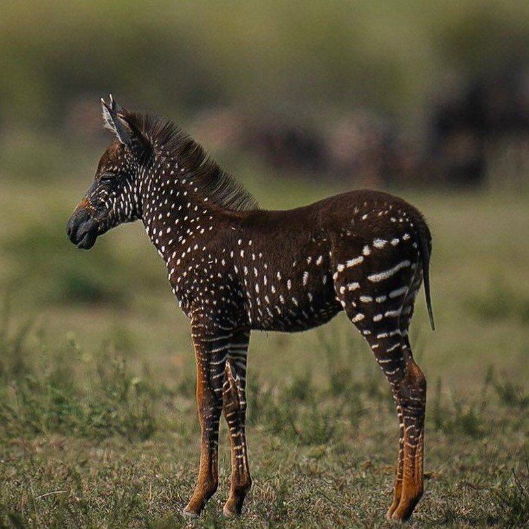 显微镜下蚂蚁的真实面目图片,蚂蚁在显微镜下的样子图片