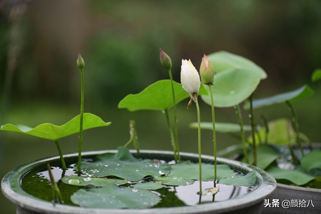 碗莲种藕生长到开花全过程,碗莲种植方法和时间图片