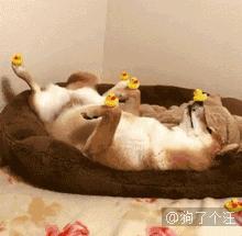 畅享一夏萌宠洗护,畅享宠物