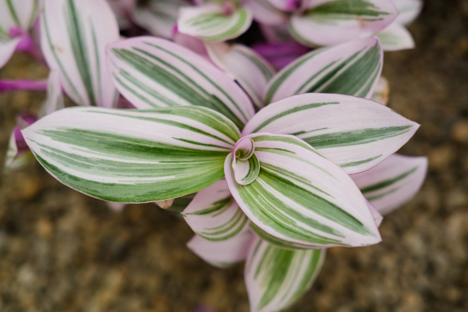 吊兰花卉的种类图片及名称,好看的吊兰植物图片及名称