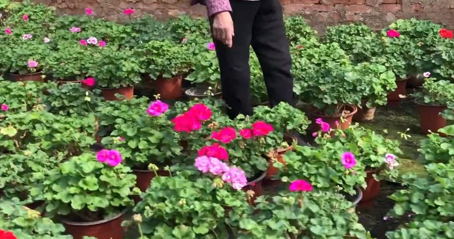 老奶奶种天竺葵,天竺葵大棵老桩