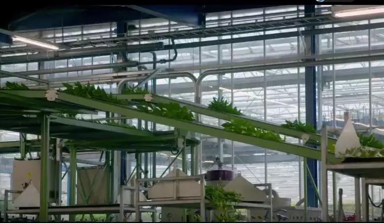 世界第一鲜花市场视频,bbc探秘墨西哥毒品战争