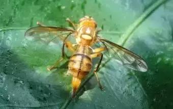 柑橘害虫的防治方法,种植柑橘需要防治哪些害虫