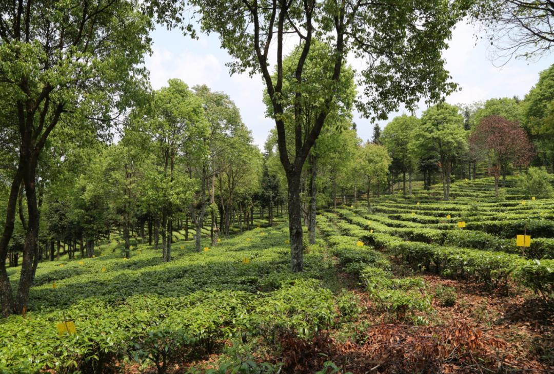 「茗边聚焦七彩云南·庆沣祥系列报道之③」浅谈百山百味