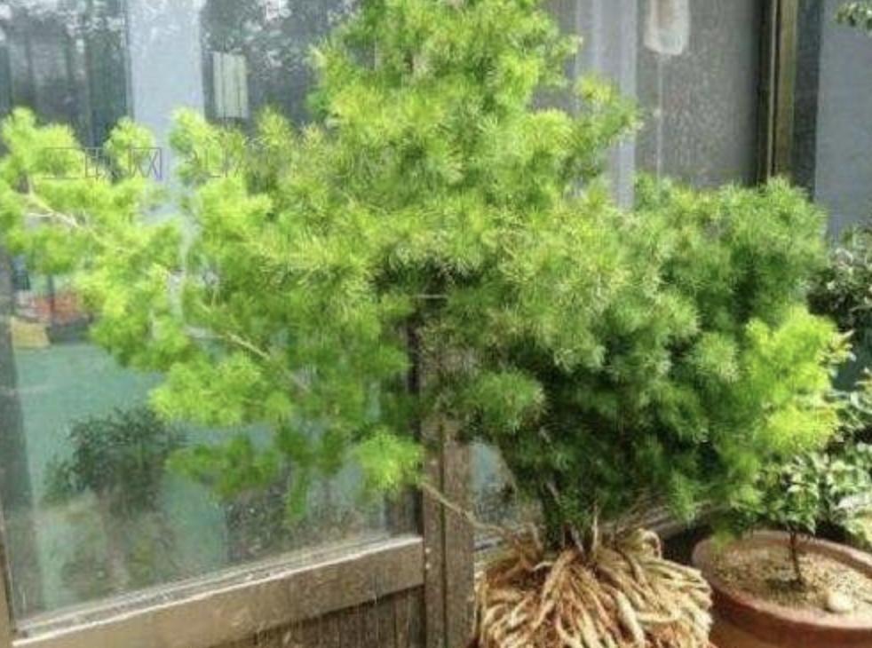山上的1种“小树”，被称为“蓬莱松”，养花盆里变值钱，还好看