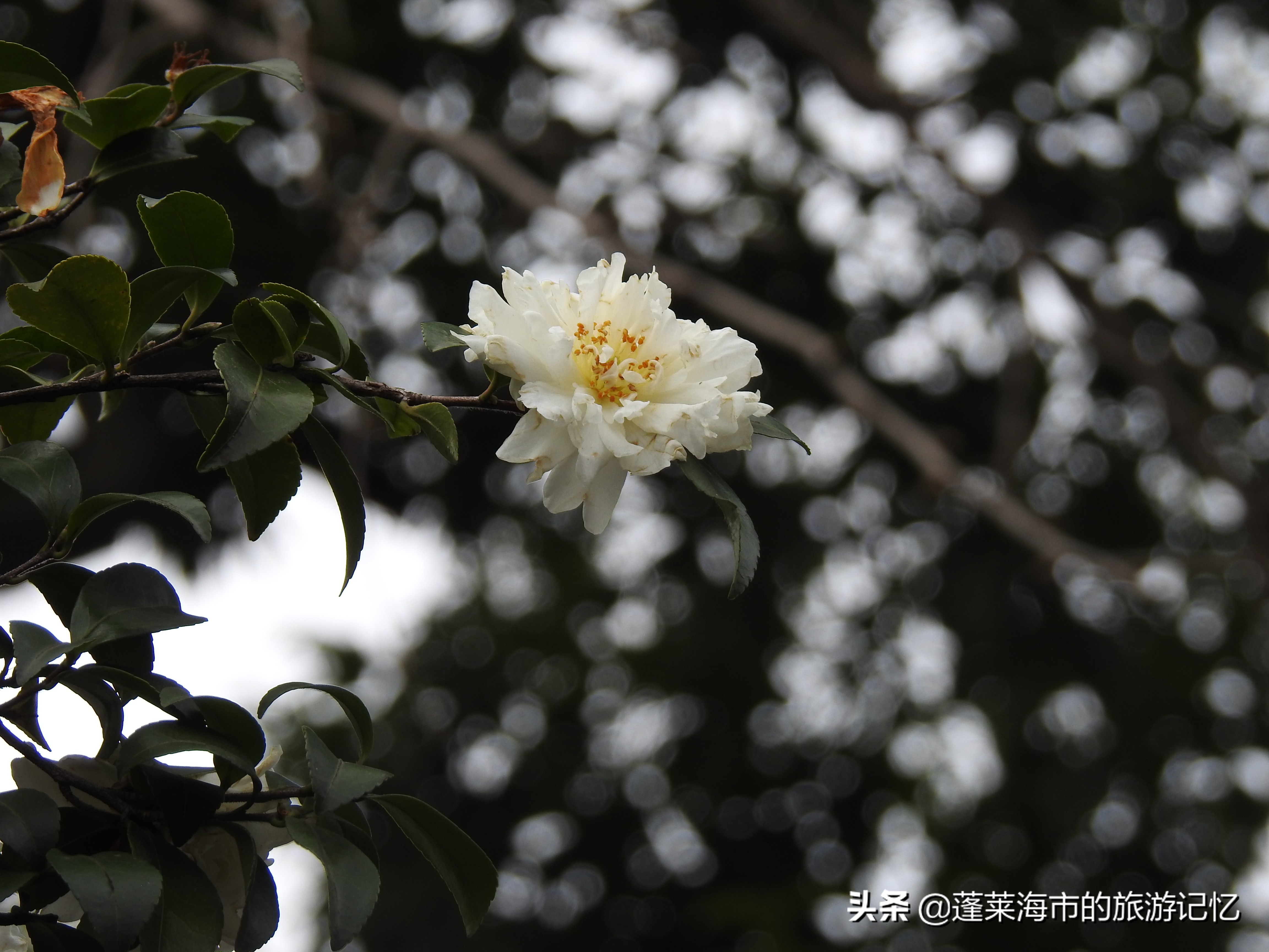 上海豫园点春堂,上海豫园城隍庙