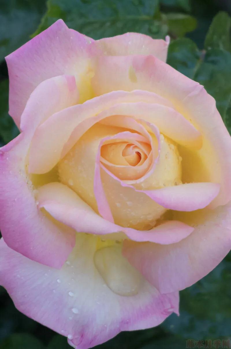 和平月季的价格,和平月季优缺点