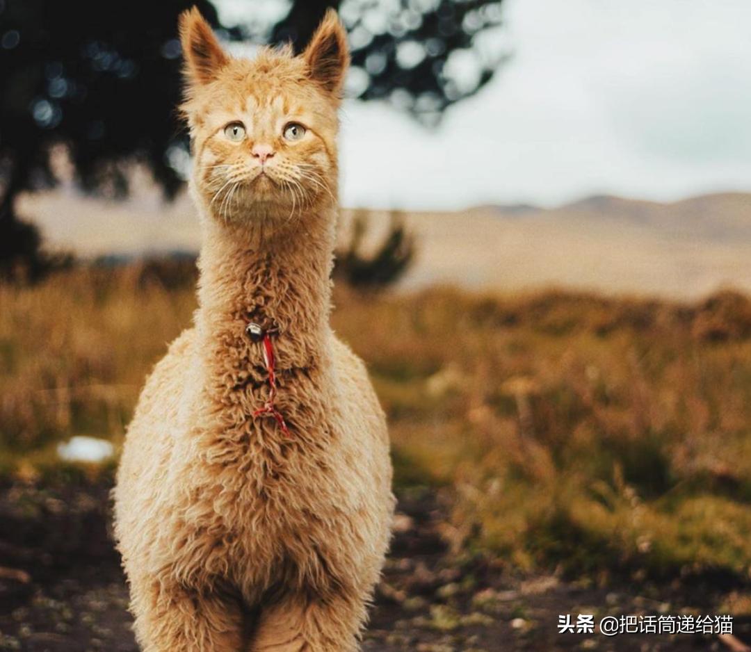 被弃养了一次的猫,从病魔中救回的猫脱离安乐死