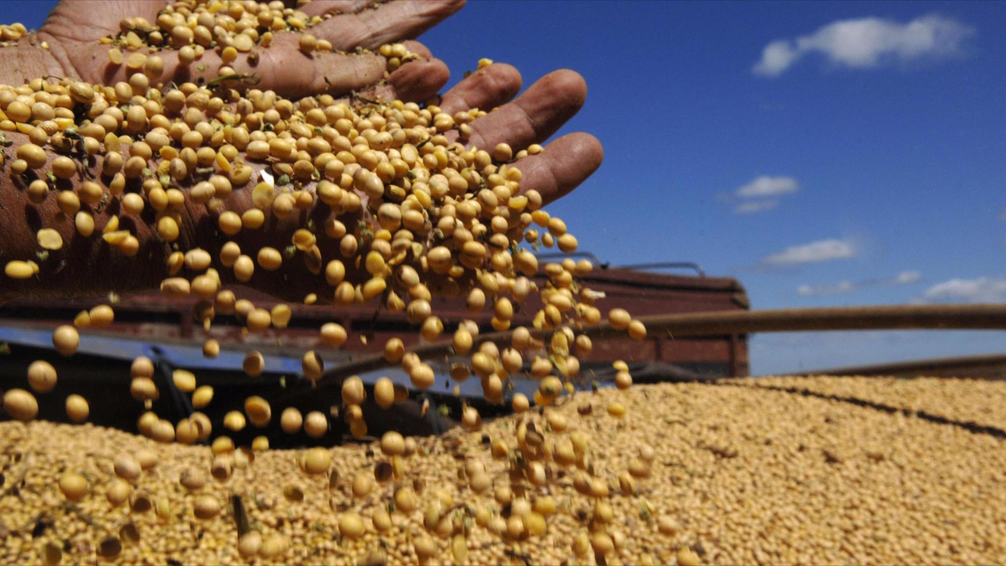 美豆海运费,美豆到中国一吨运费