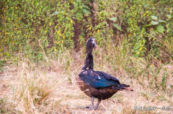 肉鸭的部位及有哪些特点？