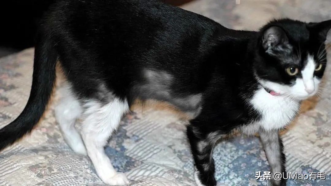 猫咪特别小如何分辨它是不是矮脚,什么小猫咪又乖又掉毛少