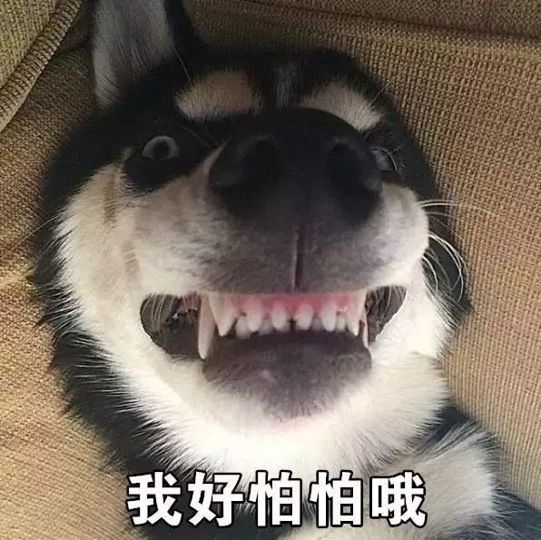 爱犬生病了,爱犬病的处理方法
