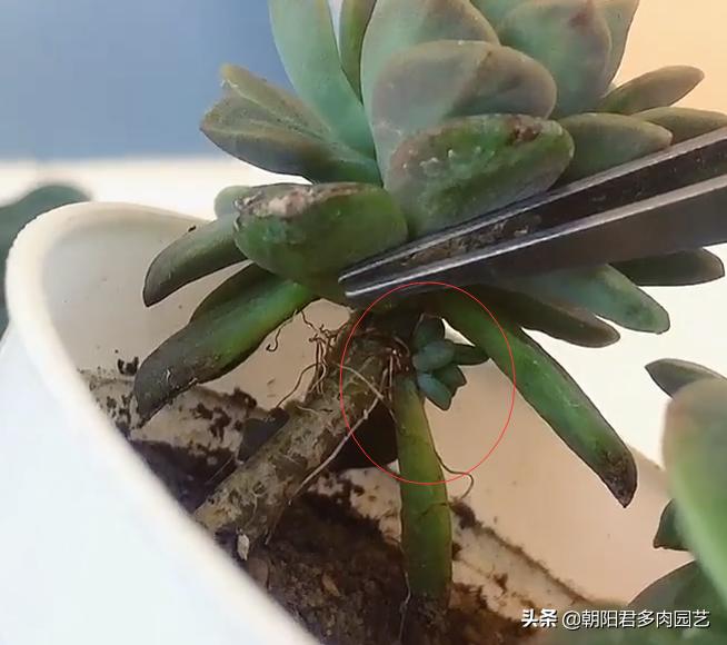 怎样能让多肉长出侧枝,多肉老桩杆子长不爆侧芽怎么办