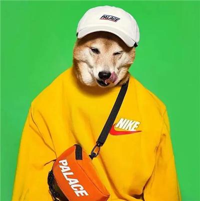 成熟狗狗穿搭,狗界王老五的时尚型穿搭示范