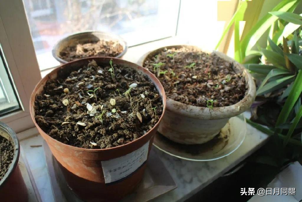 往事丨1992年,他们在武汉策划了一次消毒艺术运动