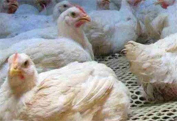 鸡吃老鼠药中毒的症状,鸡喹乙醇中毒是什么症状