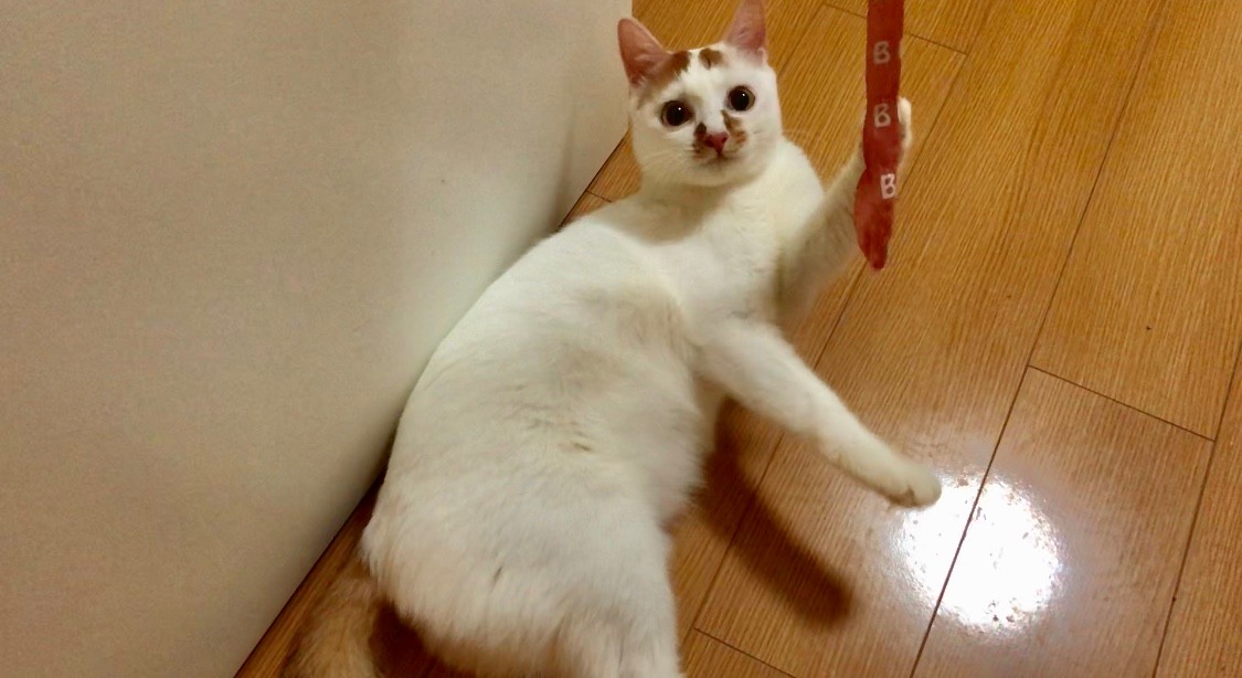 养猫家庭如何消毒杀菌对猫无害,要如何预防猫咪误食家中植物中毒