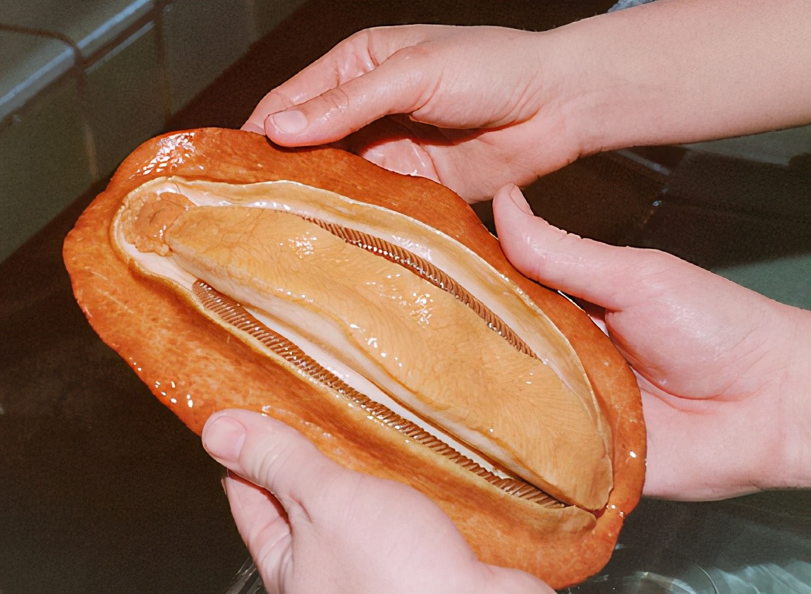 罕见的金属动物,被人类发现的奇怪动物