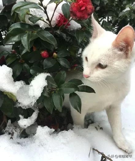 听说给猫起名越贱越好养活,科普给猫起名