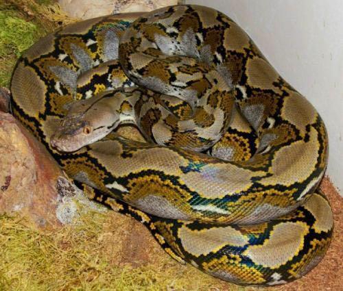 最大森蚺和最大的黄金蟒哪个大,绿森蚺和网纹蟒哪个厉害