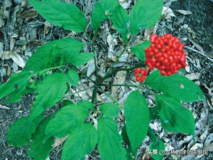 游小江南作文400字,雨游雁荡山