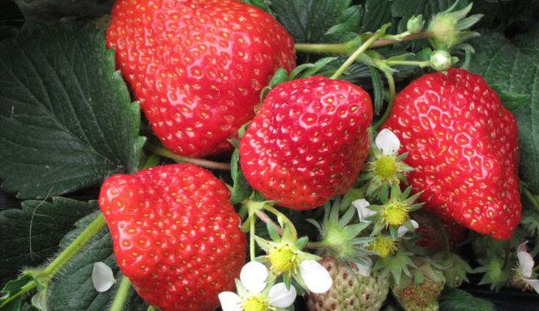盆栽草莓果实小怎么办,盆栽草莓为什么果实会烂掉了