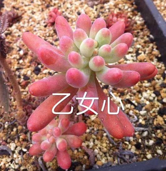 好看好养的多肉类植物,多肉类植物好看